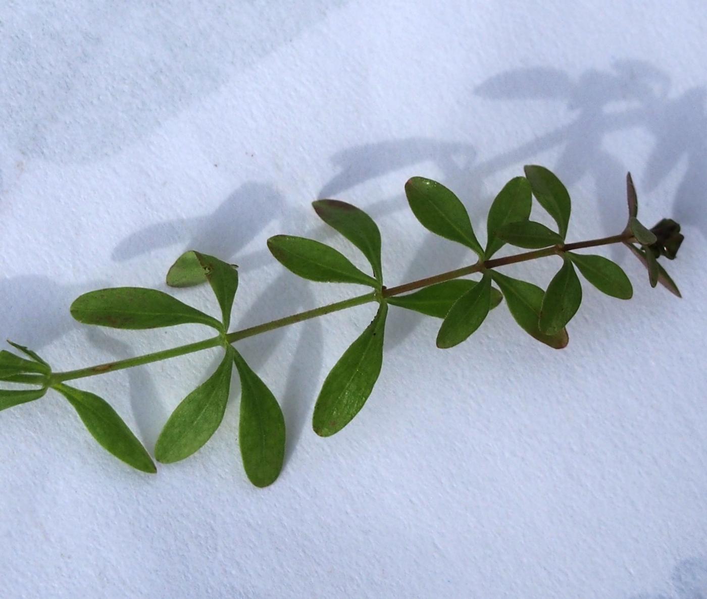 Bedstraw, Marsh leaf